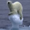 Polar bear on small floating ice.