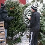 Christmas tree lot Christmas tree lot