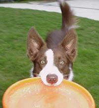dog with frisbee - thumbnail