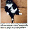 Black and white cat lounging on couch.