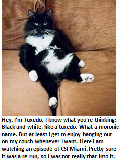 An important message from your cat