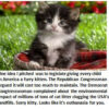 Kitten sitting on a red plaid blanket.