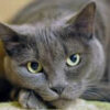 Gray cat lying down with attentive eyes.