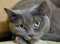 Welcome to CatMatch.com