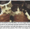 Two kittens held in someone's arms.