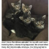 Five adorable kittens sitting together on couch.