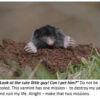 Mole peeking from dirt mound, captioned humorously.