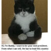 Cat with humorous presidential campaign text.
