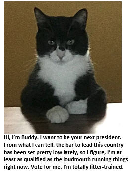 My Cat Buddy Announces His Bid for the Presidency in 2020