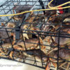 Crabs in a metal trap on boat.