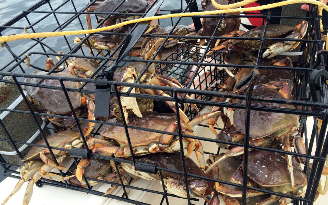 How I Got Crabs