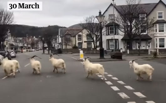 Mother Nature points out that thanks to the wonderful news about the Coronavirus, goats are now roaming around this town in Wales, where they’ve not been seen in ages. “Primroses are quite tasty,” say the goats.