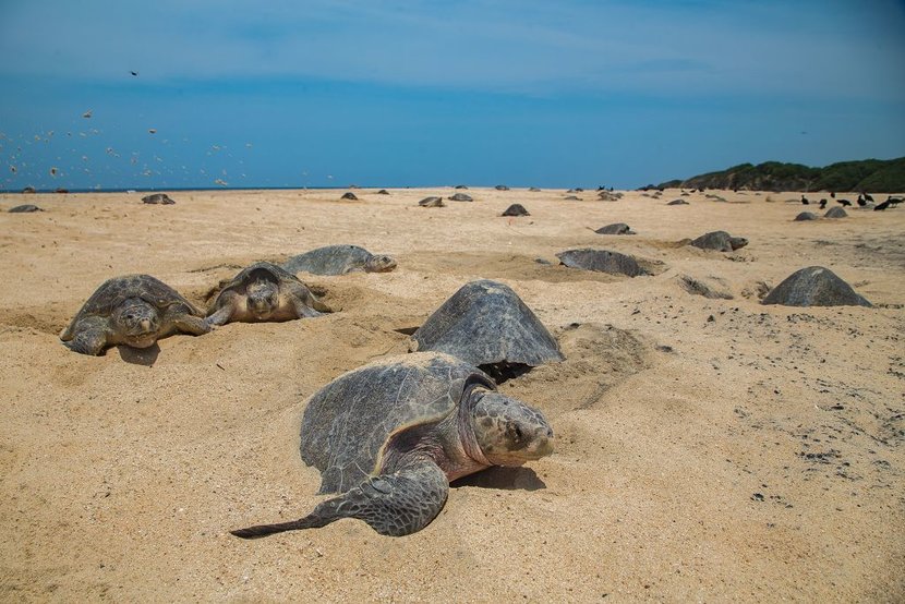 With an empty Brazilian beach (due to the Coronavirus), newly hatched sea turtles are making a comeback. Just one of the many things to be thankful for while you’re stuck indoors binge-watching old episodes of Game of Thrones.