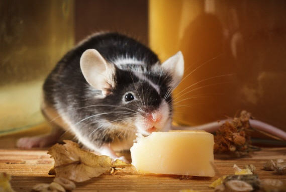 Mice are very smart. They’ve known for ages that cheese makes them much happier – with the notable exception of when it comes attached to a mousetrap.