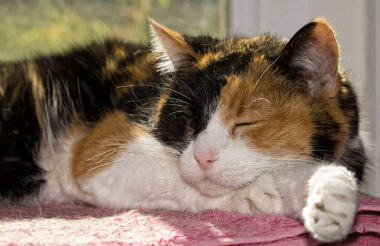 In case you were curious, this kitty’s name was Mischief, AKA “Misha.”
