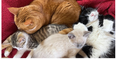 This is a photo of our four cats, Zippy, Buddy, Dust Bunny, and Eddie. Our fifth Cat, Monster, was not available for this photo due to a prior commitment he had with a fascinating twist tie he’d just discovered in the front hall closet.